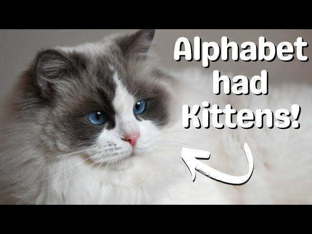 Ragdoll Cat Gives Birth to Ragdoll Kittens | So Cute