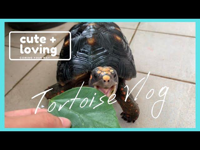 紅腿象龜餵食ing ~feeding my little cute tortoise│猩巴達