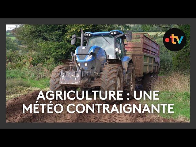 Agriculture : une météo contraignante pour la récole de maïs