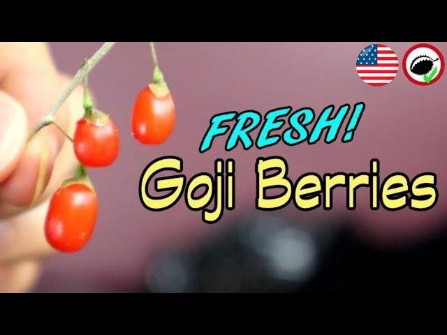 What Goji Berries Taste Like! (Fresh and Dry) - Weird Fruit Explorer Ep. 342