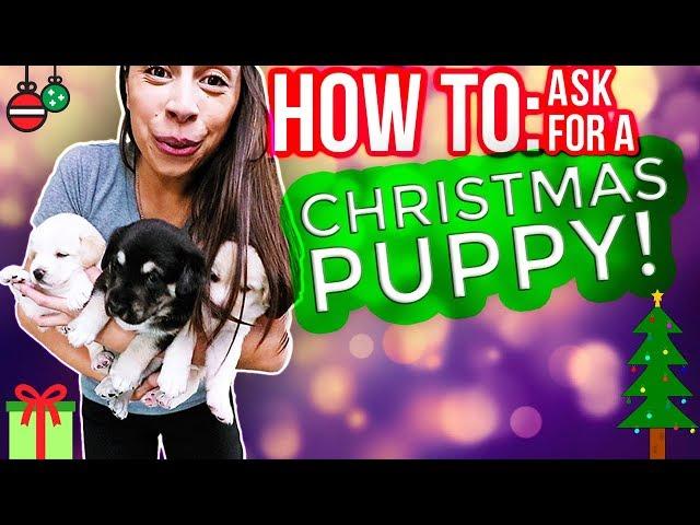 Christmas Puppy: How To Get A YES From Your Parents!!! (Part 2)