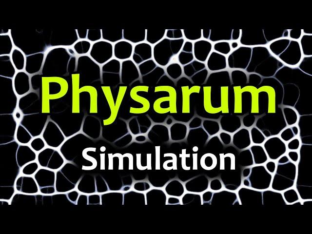 Slime Mold Simulation. Experiments.