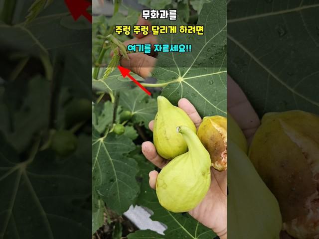 무화과를 주렁 주렁 달리게 하려면 여기를 잘라야 무화과가 빨리크고 익어요 #무화과키우기