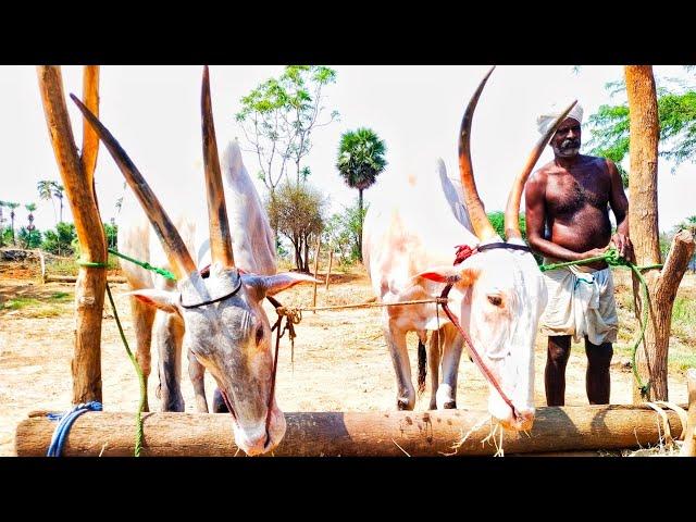 Quality hallikar Bulls  race Bull | rekla kalai | running Bull