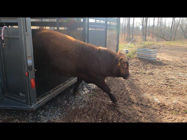 He's NOT HAPPY!! Angry new bull hits the farm! 