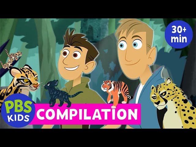 Wild Kratts | The Best Wild Cat Adventures from the Wild Kratts Compilation  | PBS KIDS