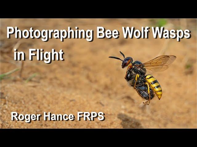 Photographing Bee Wolf Wasps in Flight - using the OM1mkII and the 90mm Macro lens