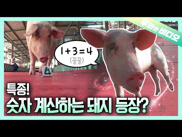 A Genius Piggy That Can Calculate 