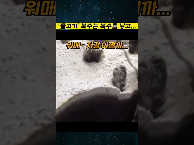 옆집 물고기ㅋㅋ 복수는 복수를 낳고...