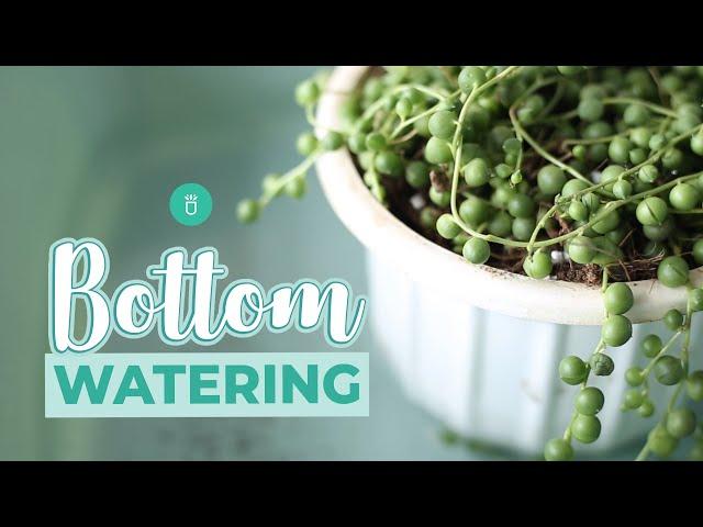 HOW AND WHEN TO BOTTOM WATER YOUR SUCCULENTS | EASY SUCCULENT CARE TIPS