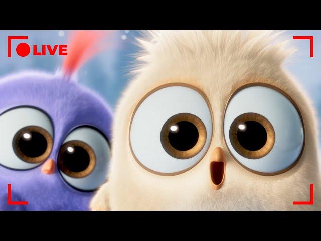  LIVE Angry Birds Party | Hatchlings Best Moments