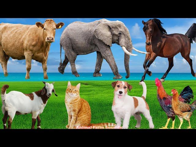 Collection of Animal Sounds: Horse, Cat, Dog, Goat, Cow, Chicken - Animal Videos