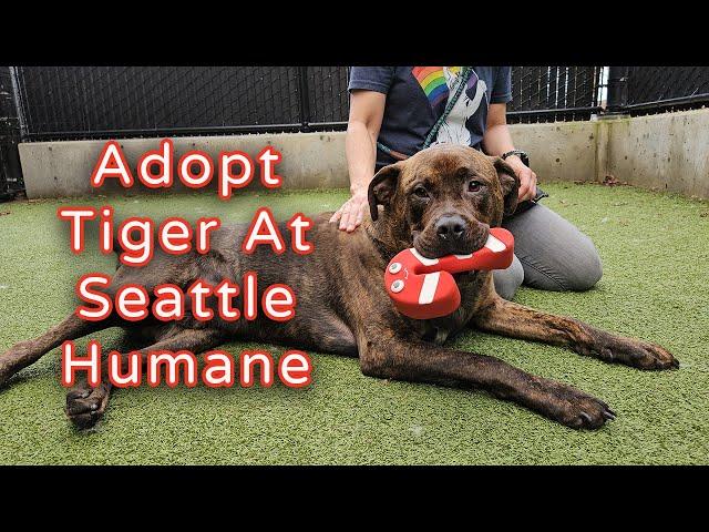 Adopt Tiger at Seattle Humane