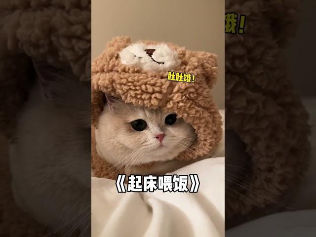 【#薄荷猫猫甜不甜】早上不想起床千万不要和小猫对视!#薄荷猫猫 #治愈系猫咪