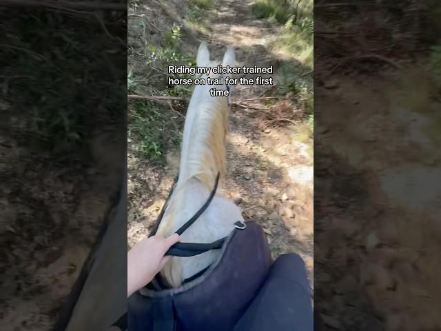 The saddle club is in full swing #horseriding #equestrian #clickertraininghorses