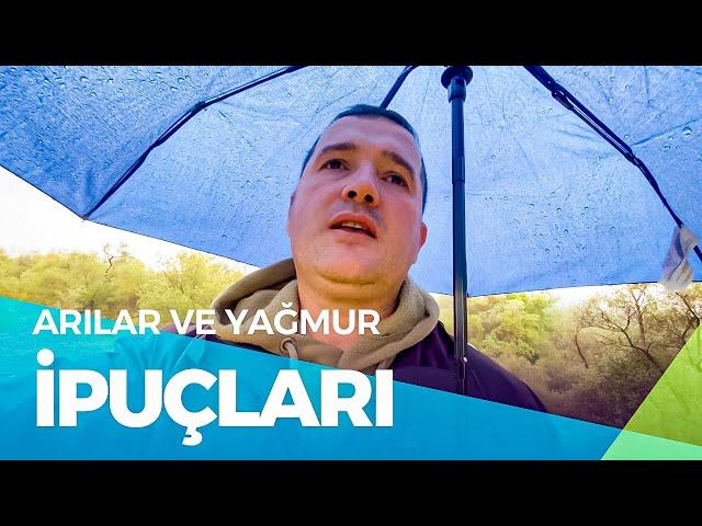 Yağmurlu Havada Arılar ve Arıcılık: Neler Yapılmalı?