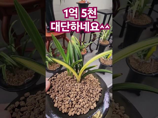 1억5천짜리 중투 대단하네요 판매전에서^^