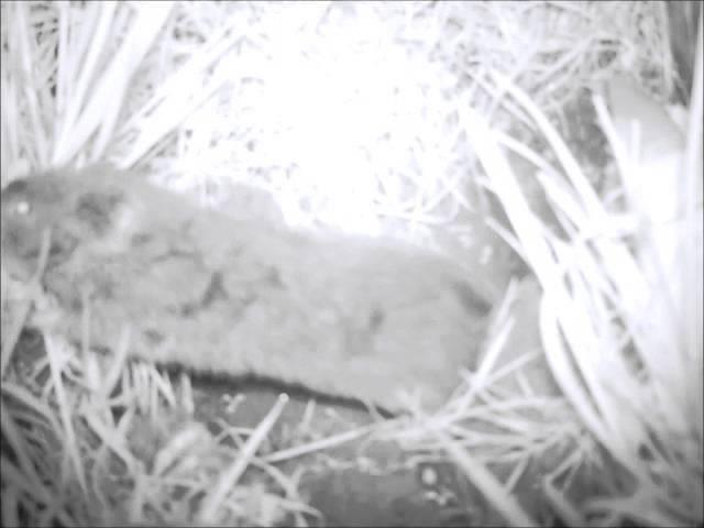 Meres and Mosses Mammals