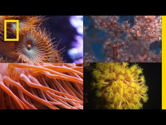 Coral Reefs 101 | National Geographic