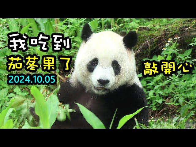 圓寶迫不及待摘茄苳果,爬樹好吸睛,樹下開心吃果果|Giant Panda Yuan Bao,圆宝,貓熊,大貓熊,大熊貓|台北動物園|Taipei Zoo #팬더 #대왕판다 #パンダ