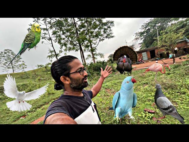 AChe Ache Birds Rakhne ki Soch Raha || Apni Rai de || Farm Update 30 may 2025