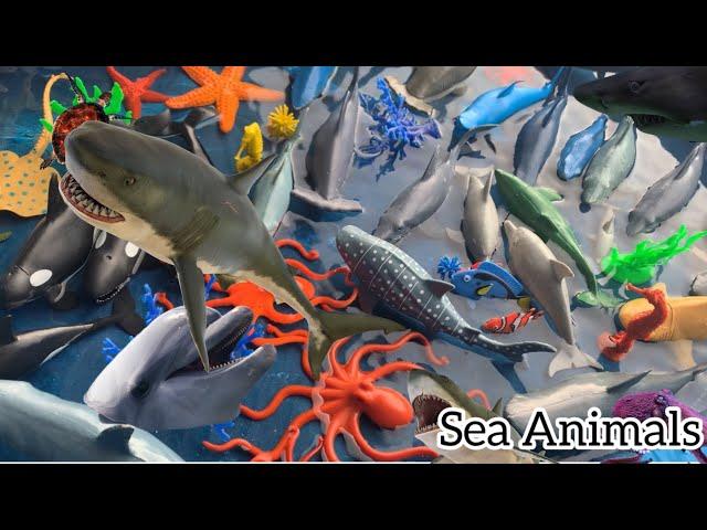 Learn Sea Animals Name and Facts with Sea Animal Toys| Sea Animal Toys video For Kids