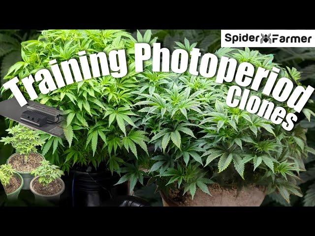 How I Grow Photoperiods -2- Training Clones to Bloom - Spiderfarmer SE3000+Supplemental + SF2000 Kit