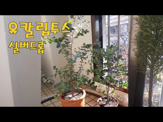 유칼립투스 키우기/가지치기와 순따기로 토피어리 만들기/Eucalyptus plant