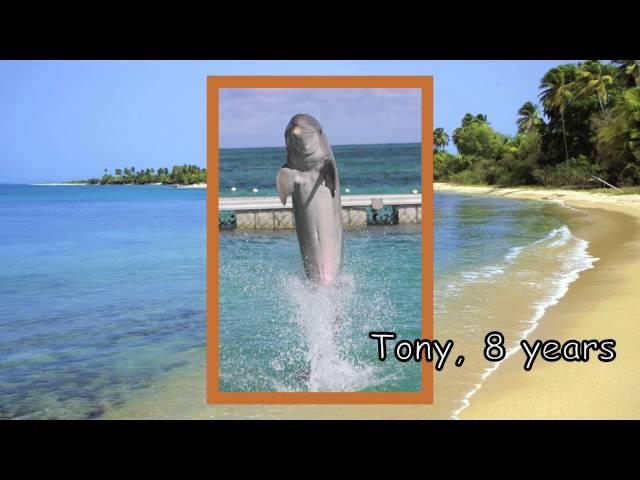 Dolphin Island Punta Cana- Meet our Dolphins (Swim with Dolphins)