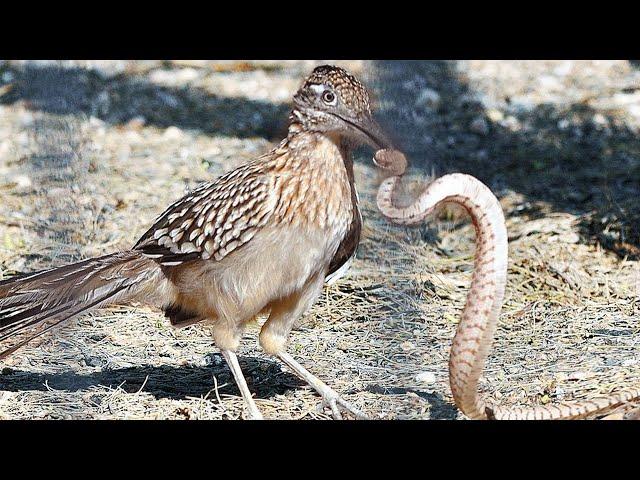 This RoadrunnerTears Poisonous SNAKES! The most severe bird of the desert!