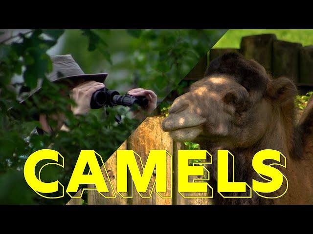Scoochie Boochie - Camels (Official Video)