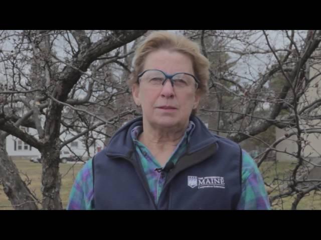 How to Prune a Crabapple Tree