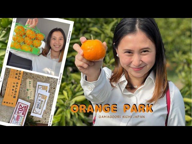 Orange Park Gamagoori Aichi Japan | Unlimited Orange Picking November 2021 | みかん狩り