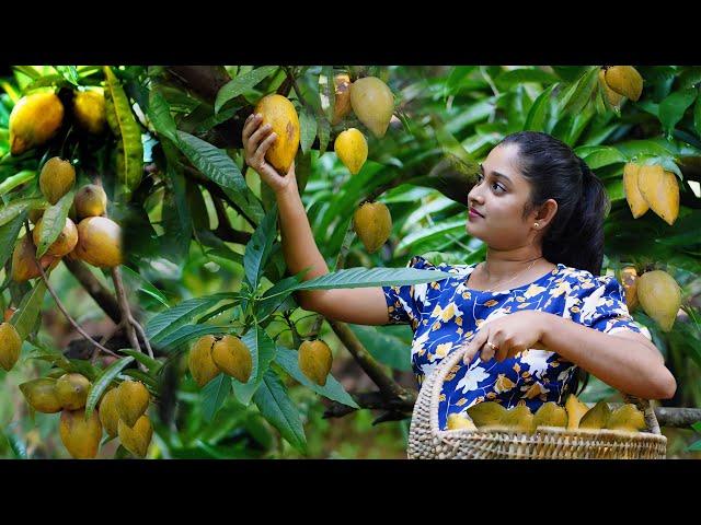 Freshly Harvested Egg Fruits! We Made Sweet and Creamy Egg Fruit Pudding And Canistel Fruit juice