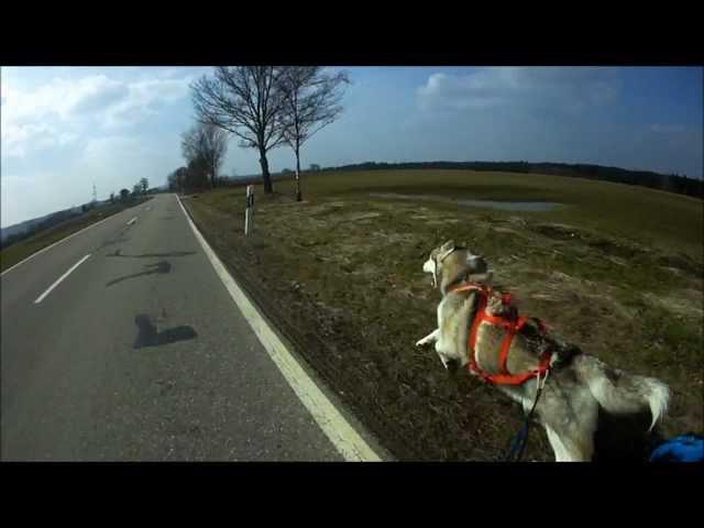 Nanook - Husky rennt 40 Km/h / Training am Fahrrad / Bikejöring / Husky runs 25 mph [HD]