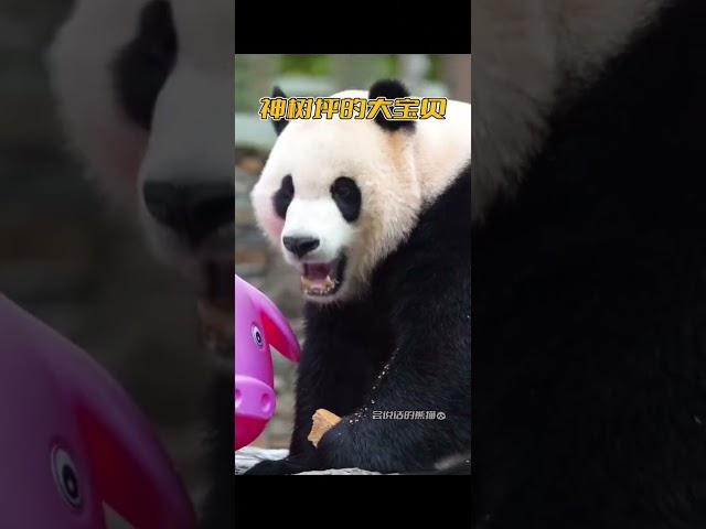 #国宝熊猫 神树坪就是多帅宝贝，你看这位宝宝怎么样，窝窝头显气质
