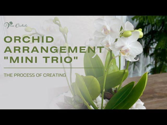 The Process of Creating an Orchid Arrangement "Mini Orchids" | Viva Orchids of Boca Raton