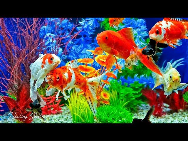 Relaxing Music to Relieve Stress - Beautiful Relaxing Coral Reef Fish  Relaxing Meditation Music