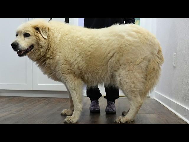 Dirty old farm dog gets the transformation of a LIFETIME 