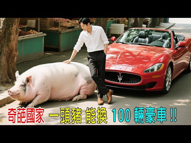奇葩國家，一頭豬能換100輛豪車，豬比大熊貓還要貴！