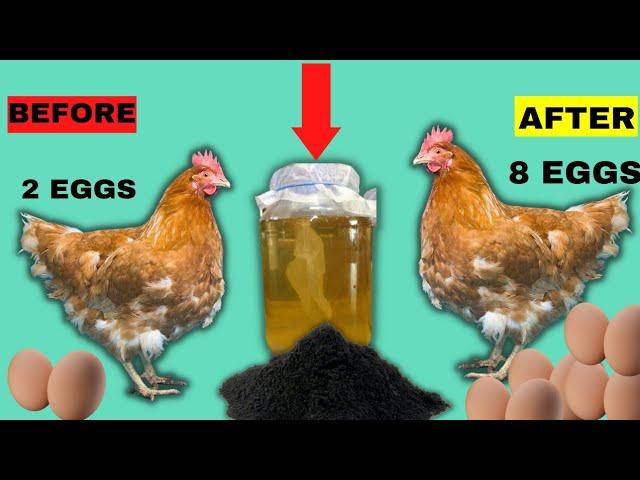 HEN LAYS MORE EGGS After Putting These 2 NATURAL PRODUCTS (Charcoal + Vinegar) in CHICKEN'S FEEDS