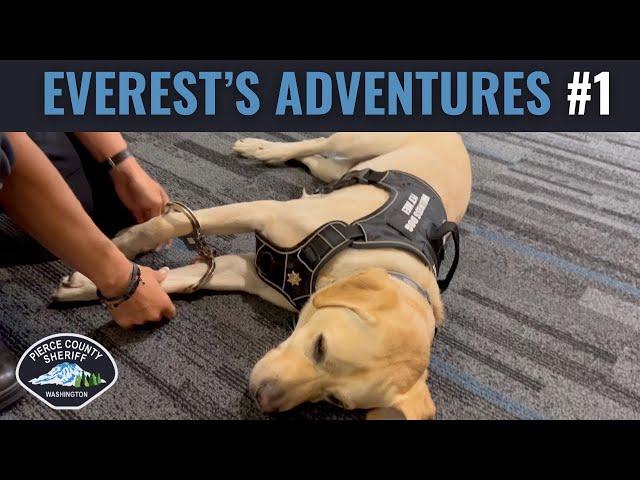 Everest gets Busted