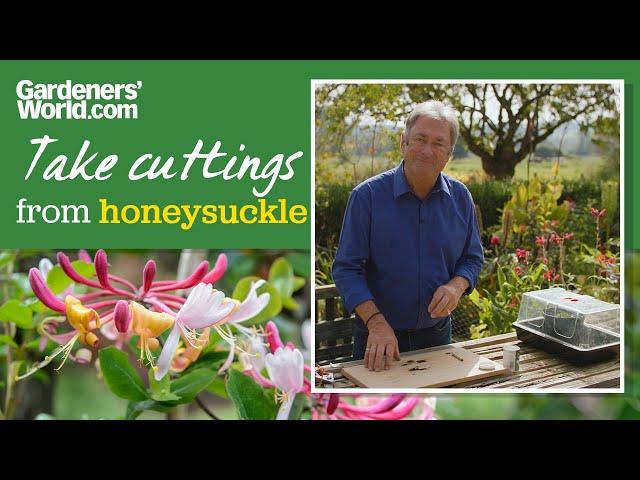 Honeysuckle plants FOR FREE | Alan Titchmarsh's guide to taking honeysuckle cuttings