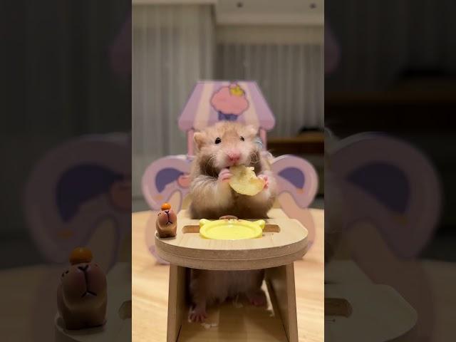 unstoppable hamster!  #cat #hamsters #pets #animals