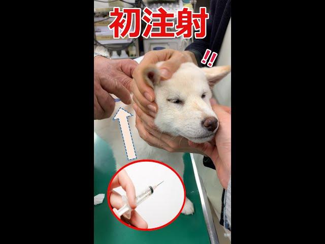 【初注射】柴犬こゆき　辛かった検診