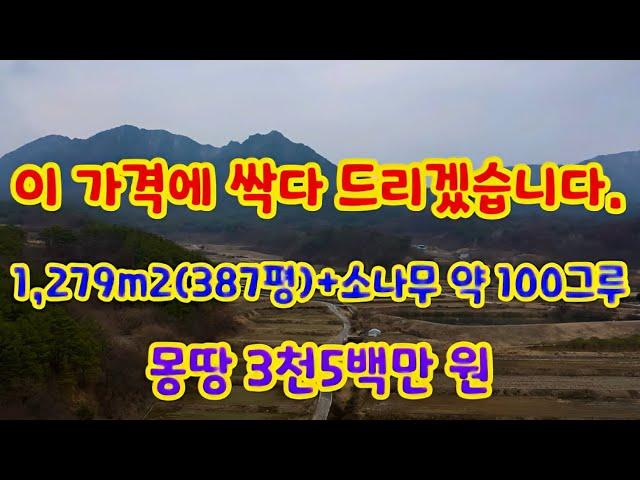 [126번] 이 가격에 싹다 드립니다. 1,279m2(387평)+소나무 약 100그루  몽땅 3천5백만 원 포인트부동산 오소장