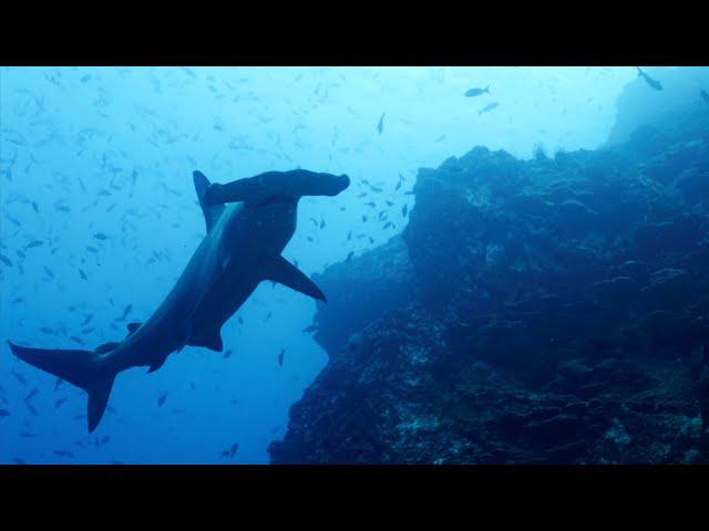 Underwater Cocos Island, Costa Rica