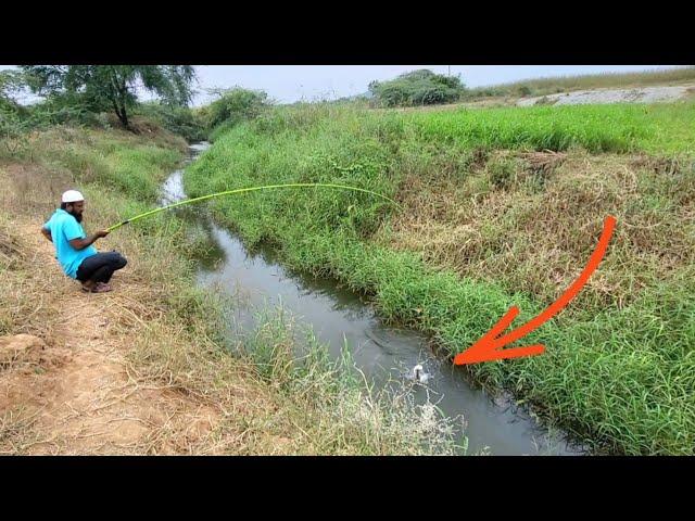 FISHING "SNAKEHEAD FISHING IN VILLAGE AMAZING HOOK FISHING TECHNIQUE SNAKEHEAD FISH AND TILAPIA "