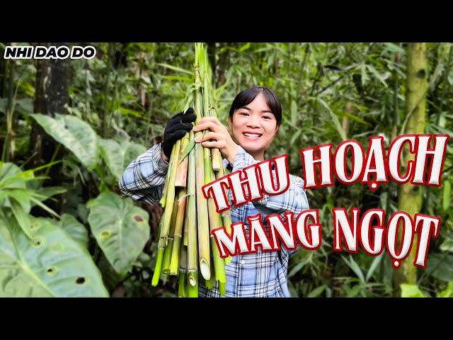 Tưởng Măng Đắng Hóa Ra Măng Ngọt - Lên Rừng Hái Măng Thôi | Nhi Dao Đỏ