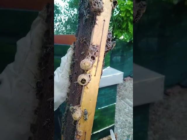 #birth #of #a #bees #queen #izlazak #matice #pčelarstvo #méh #királynő #születése #méhészet